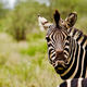 Illustration for article titled We Finally Know Why Zebras Have Stripes